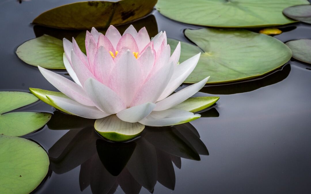 Despertando la Inspiración: Un Viaje Creativo hacia la Naturaleza